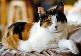 Calico Cat